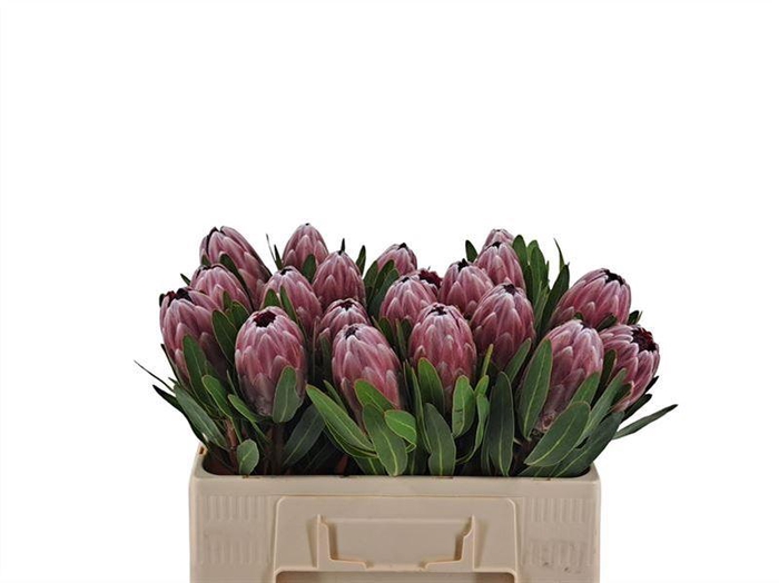<h4>Protea Pink Ice</h4>