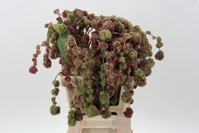 <h4>Amaranthus Cau Mira</h4>