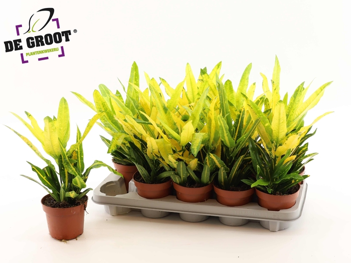 <h4>COD KL SUNNY STAR</h4>