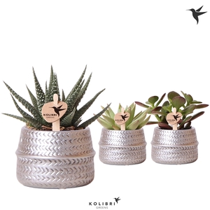 Kolibri Greens Succulenten mix in Groove pot silver