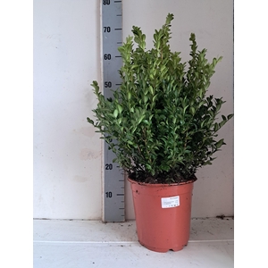 BUXU SEMPERVIRENS