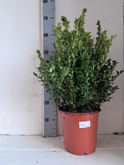 <h4>BUXU SEMPERVIRENS</h4>