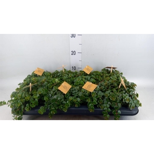 Sedum makinoi 'Kosmosje'