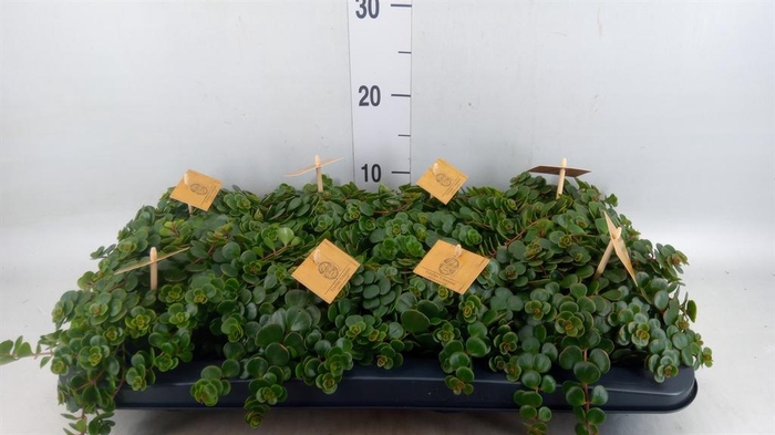 <h4>Sedum makinoi 'Kosmosje'</h4>