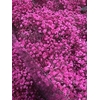 GYPS GEFAE 20gr SOFT PINK