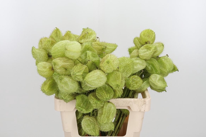 <h4>Asclepia Moby Dick</h4>