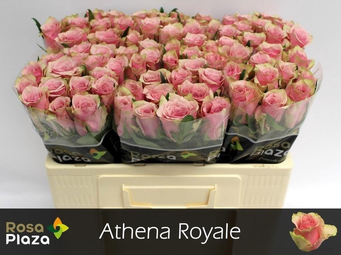 <h4>R GR ATHENA ROYALE</h4>