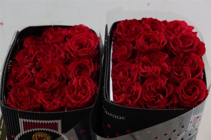 <h4>R Gr Mayra Hot Pink</h4>