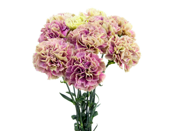 <h4>CRAVO ANTIGUA 060 CM BICOLOR</h4>