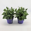 Platycodon grandiflorus Astra Blue