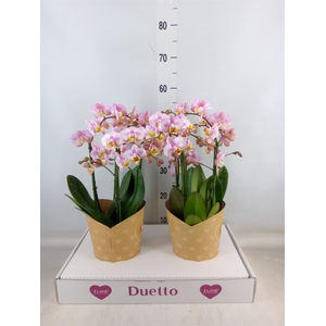Phalaenopsis multi.   ...rose