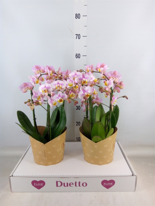 <h4>Phalaenopsis multi.   ...rose</h4>