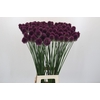 Allium Sphaerocephalon