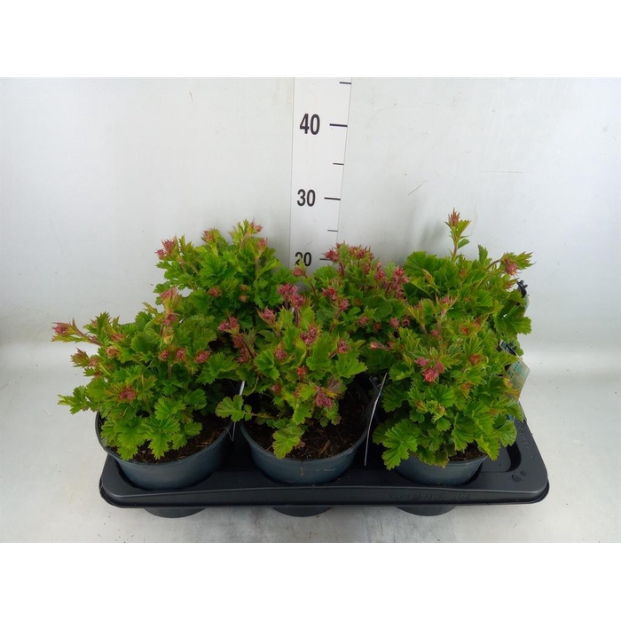 <h4>Geum rivale</h4>