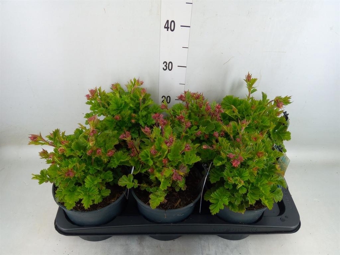 <h4>Geum rivale</h4>