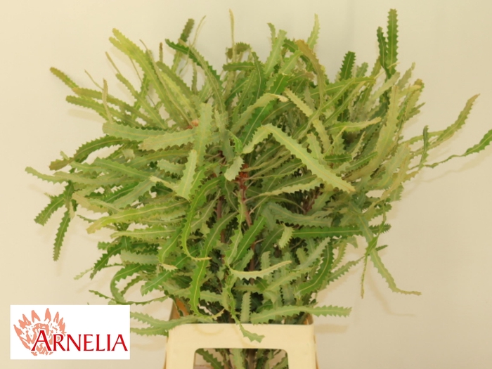 <h4>BANKSIA PRIONOTES</h4>