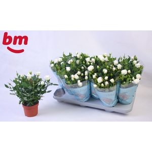 Rosa Polar Jewel Beau Monde 10,5cm