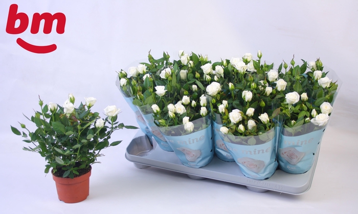 <h4>Rosa Polar Jewel Beau Monde 10,5cm</h4>