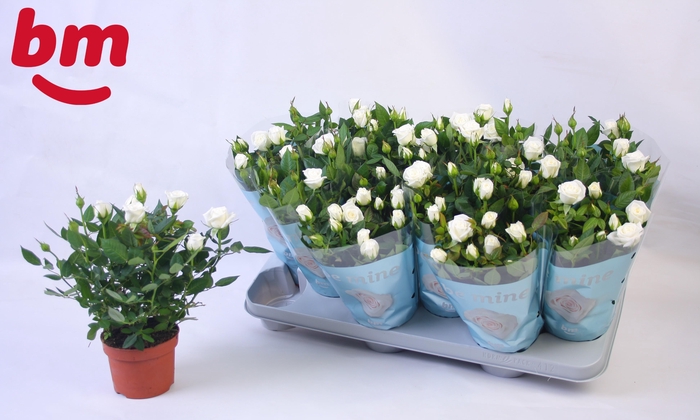 <h4>Rosa Polar Jewel Beau Monde 10,5cm</h4>