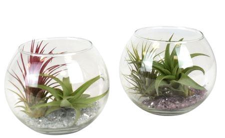 <h4>Arrangementen Tillandsia 6%</h4>