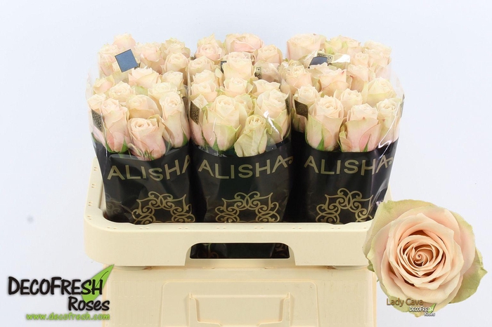 <h4>R Gr Lady Cava</h4>