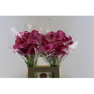 Zant Pink Jewel