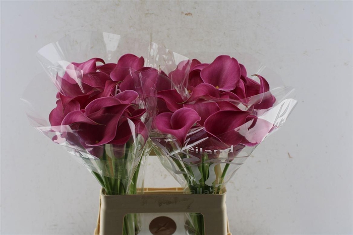 <h4>Zant Pink Jewel</h4>