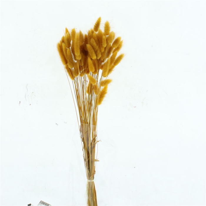<h4>Dried Lagurus Bleached Okra Gold Bs</h4>