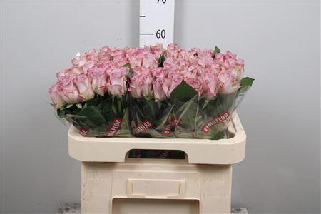 <h4>R Gr Memory Lane!</h4>