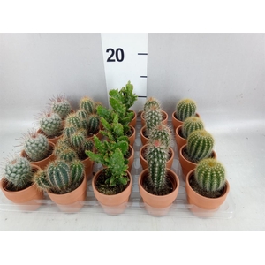Cactus   ...mix  5