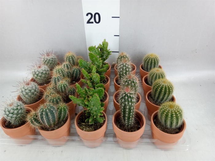 <h4>Cactus ...mix 5</h4>