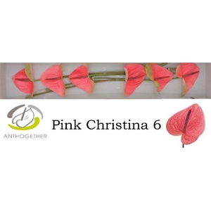 ANTH A PINK CHRISTINA 6 824