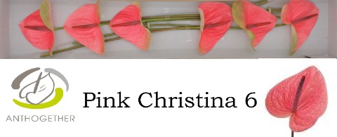 ANTH A PINK CHRISTINA 6 824