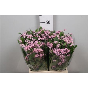 Myos Rose