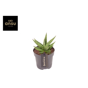 Sansevieria Comet Canoe No. 1