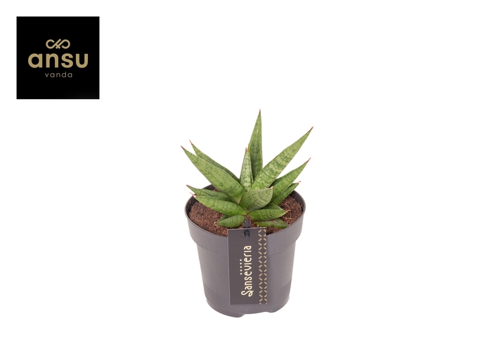 <h4>Sansevieria Comet Canoe No. 1</h4>