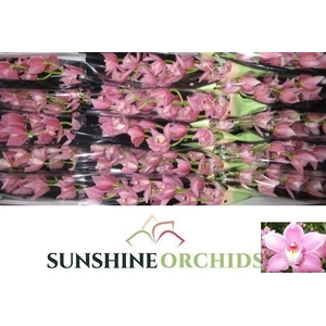 CYMB MI ROSANNA SHAW