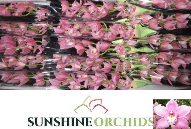 <h4>CYMB MI ROSANNA SHAW</h4>