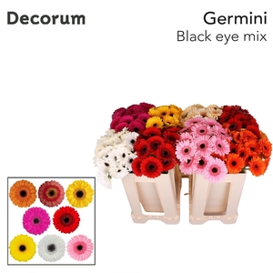 Germini Mix Zwart Hart Water