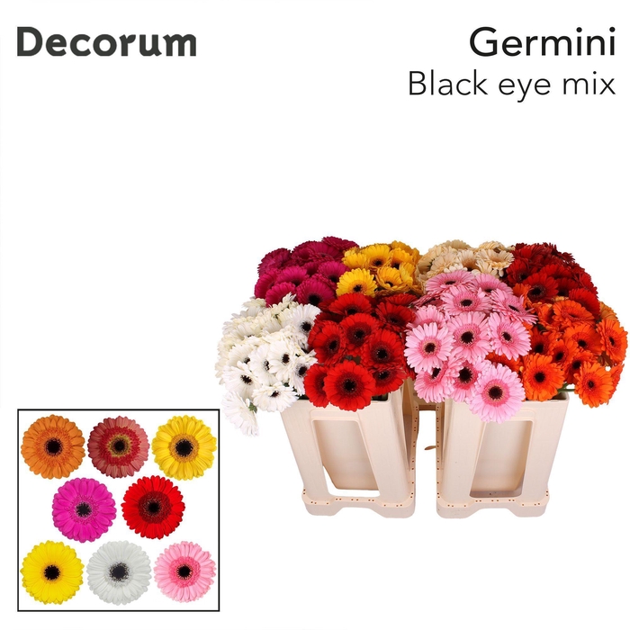 <h4>Germini Mix Zwart Hart Water</h4>