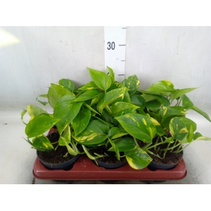 Epipremnum pinn. 'Aureum'