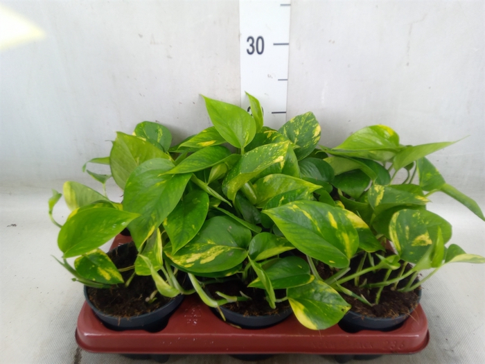 <h4>Epipremnum pinn. 'Aureum'</h4>