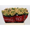 Hypericum Mellow Romance