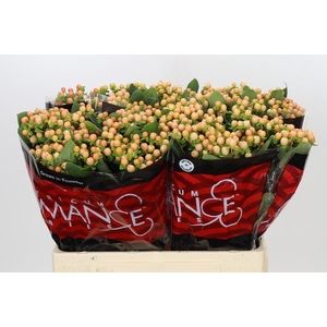 Hypericum Mellow Romance