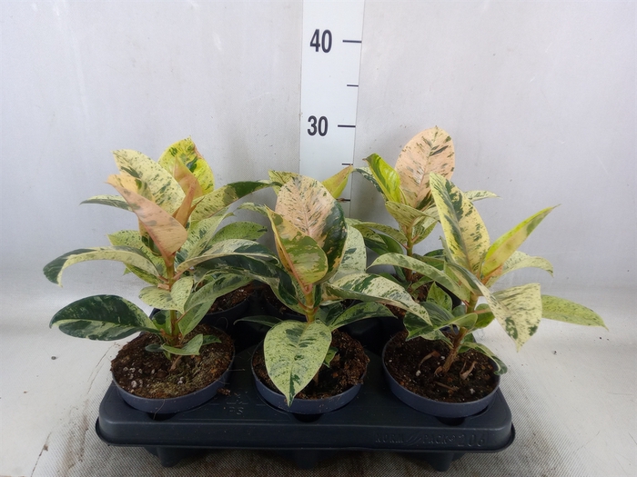 <h4>Ficus elastica   ...</h4>