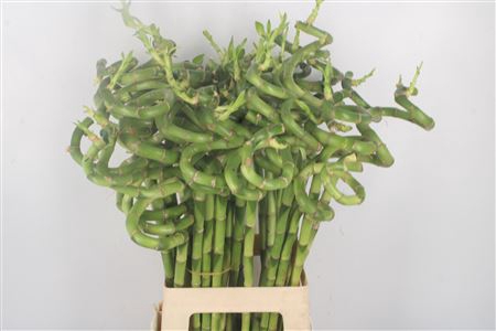 <h4>Drac S Lucky Bamboo</h4>