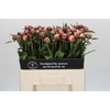 Paeonia Sarah Bernhardt