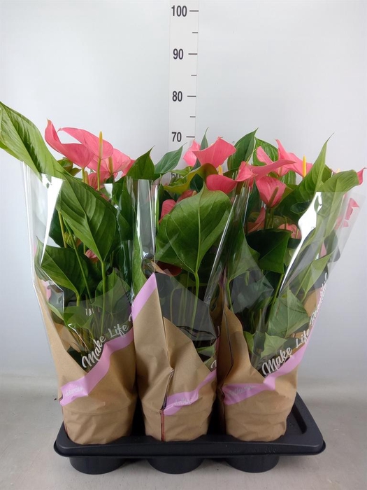 <h4>Anthurium andr. 'Pink Explosion'</h4>