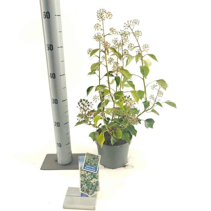 <h4>Hedera helix 'Arborescens'</h4>