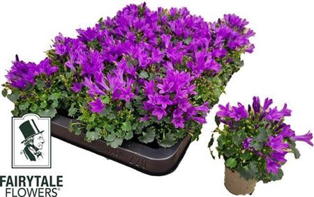 <h4>Campanula portenschlagiana Blue PKMp01</h4>